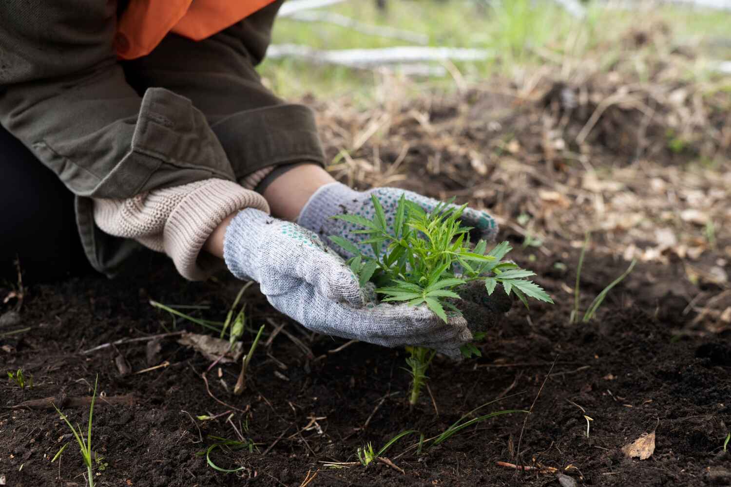 Best Residential Tree Removal  in River Ridge, FL